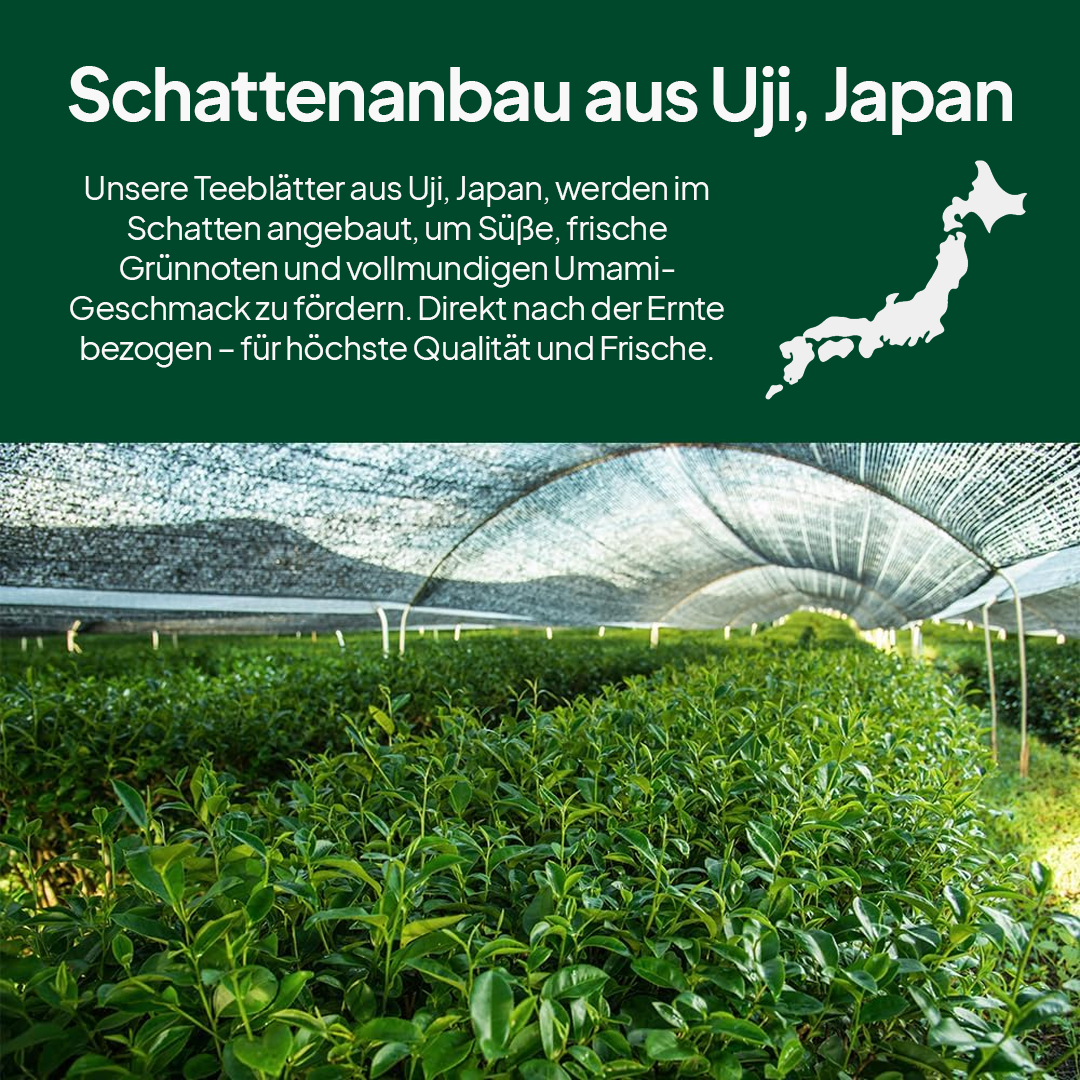 Bio Matchapulver aus Japan (Uji)