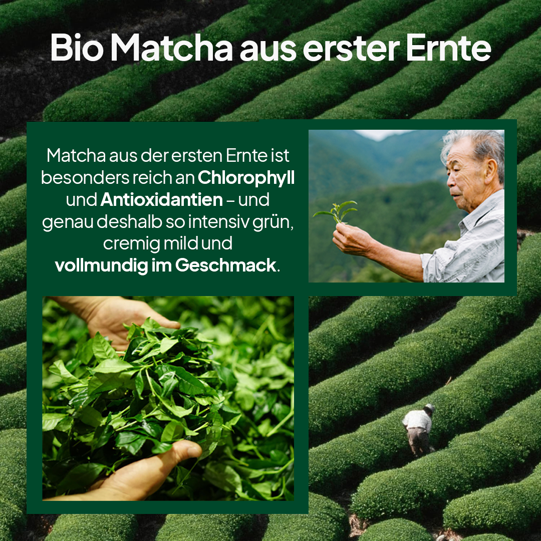 Bio Matchapulver aus Japan (Uji)